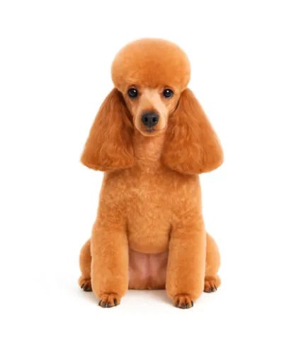 picture of a dog after cut