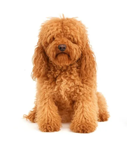exemple chien avant